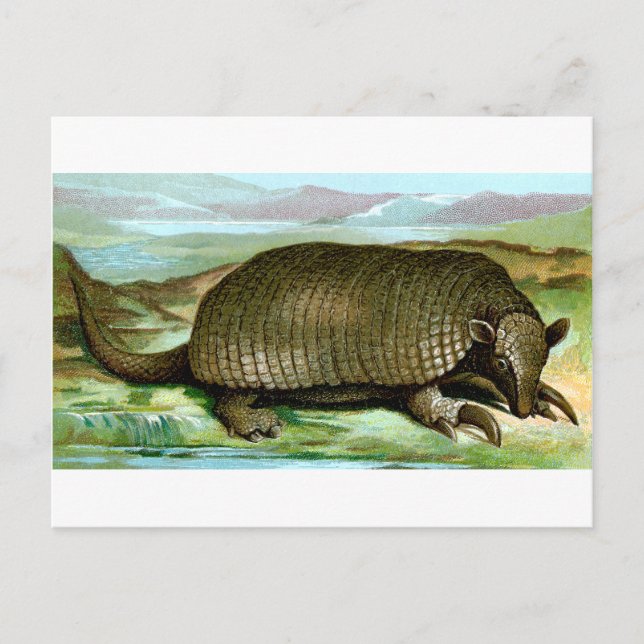 Cartão Postal Giant Armadillo (Frente)