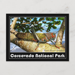 Cartão Postal Giant Brown Cricket, Parque Nacional Corcovado