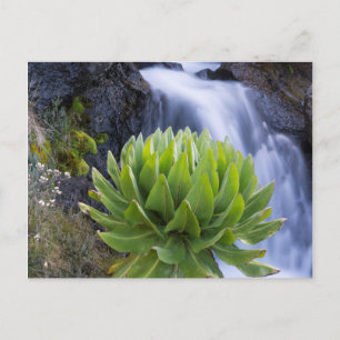 Cartão Postal Giant Groundsel Ou Dendrosenecio 2