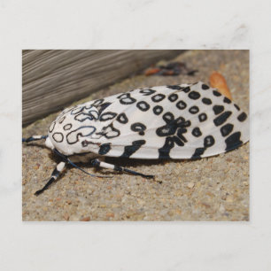 Cartão Postal Giant Leopard Moth