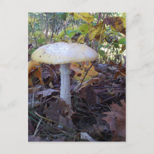 Cartão Postal Giant Mushroom