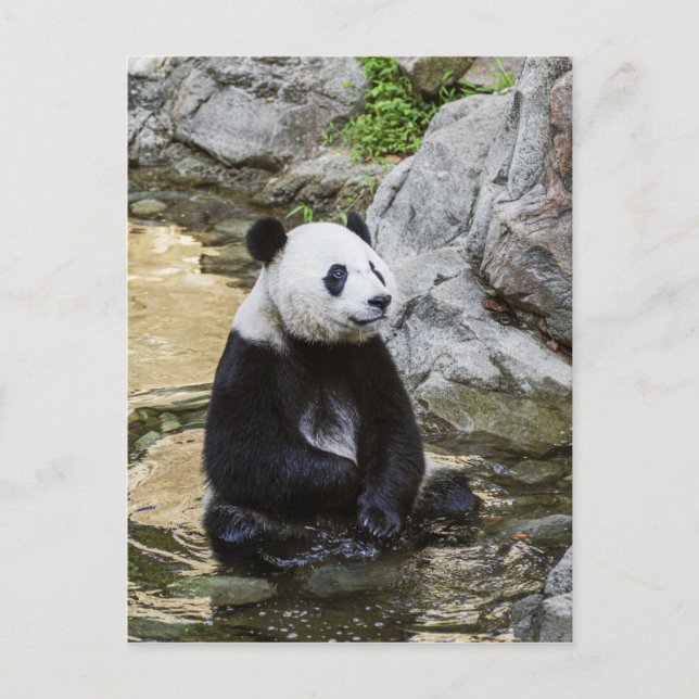 Cartão Postal Giant Panda (Frente)