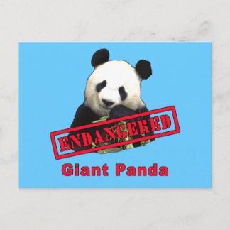 Cartão Postal Giant Panda AMEAÇADO