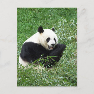 Cartão Postal Giant Panda Comendo Bamboo