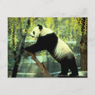 Cartão Postal Giant Panda Yoga Stretch