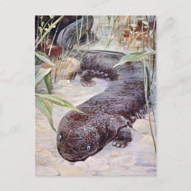 Cartão Postal Giant Salamander Art (Frente)