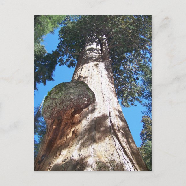 Cartão Postal Giant Seqouia (Frente)