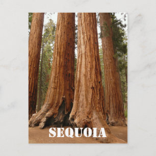 Cartão Postal Giant Sequoia, Sequoia National Park Versão Antiga