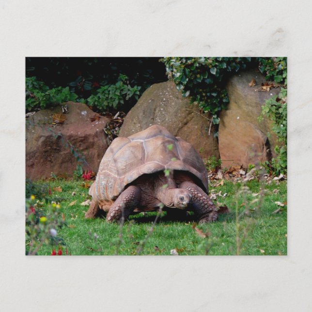 Cartão Postal Giant Tortoise (Frente)