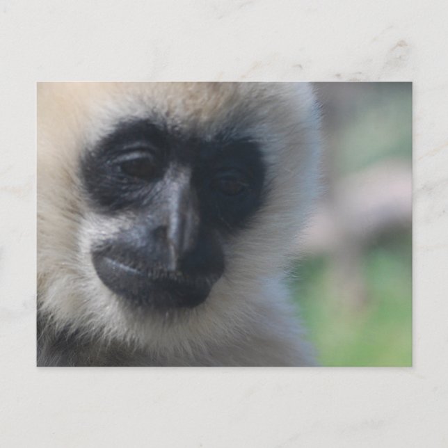 Cartão postal Gibbon (Frente)