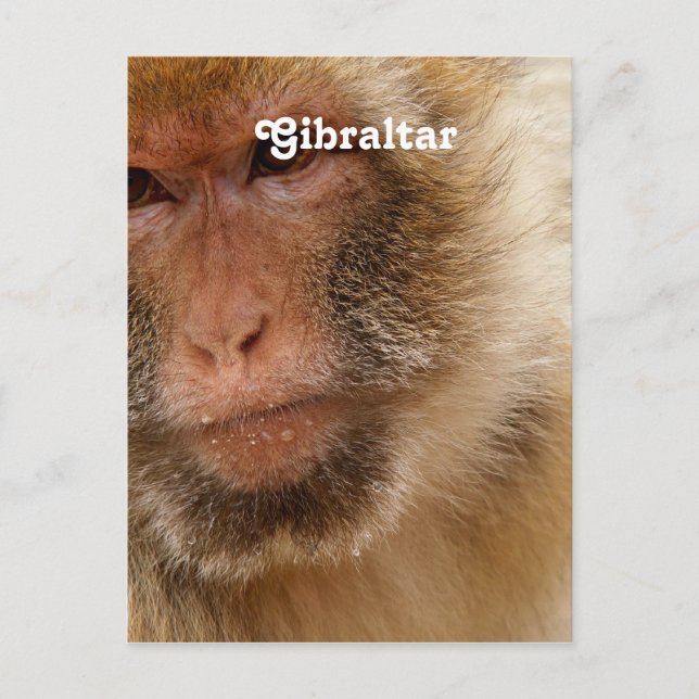 Cartão Postal Gibraltar Barbary Macaques (Frente)