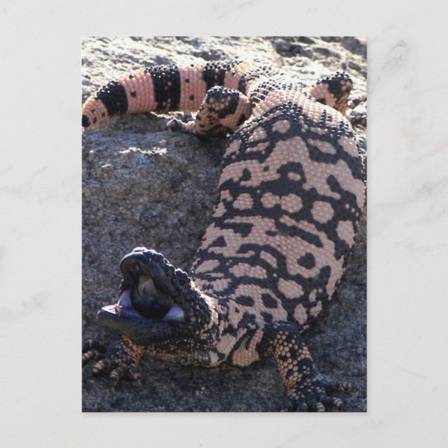 Cartão Postal Gila Monster (Frente)