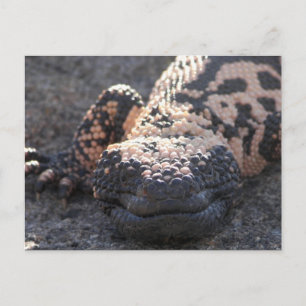 Cartão Postal Gila Monster