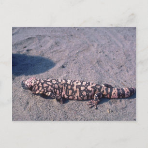 Cartão Postal Gila Monster Lizard