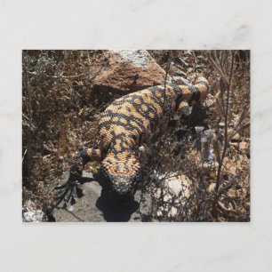 Cartão Postal Gila Postcard