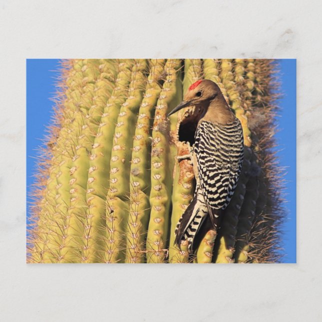 Cartão Postal Gila Woodpecker on Saguaro Cactus in Arizona (Frente)