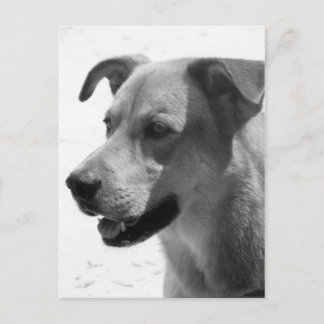 Cartão Postal Gilbert