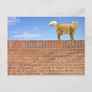 Cartão Postal Ginger Cat em pé na parede do tijolo
