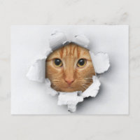 Ginger Tabby Cute Engraçado
