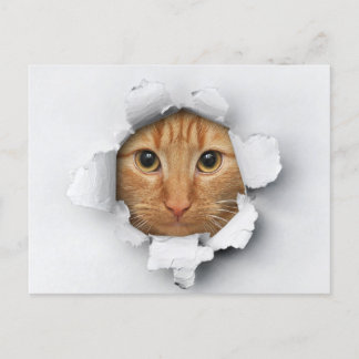 Cartão Postal Ginger Tabby Cute Engraçado