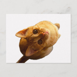 Cartão Postal Ginger Tabby Kitten