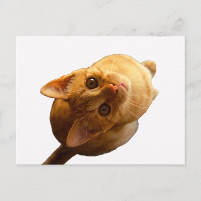 Cartão Postal Ginger Tabby Kitten (Frente)