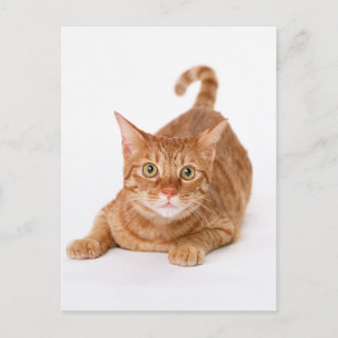 Cartão Postal Ginger Tabby Shorthair Cat