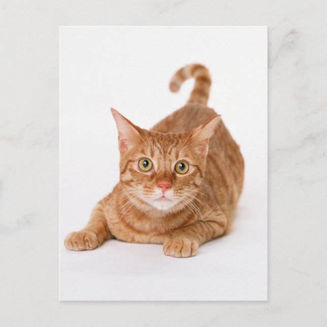 Cartão Postal Ginger Tabby Shorthair Cat (Frente)