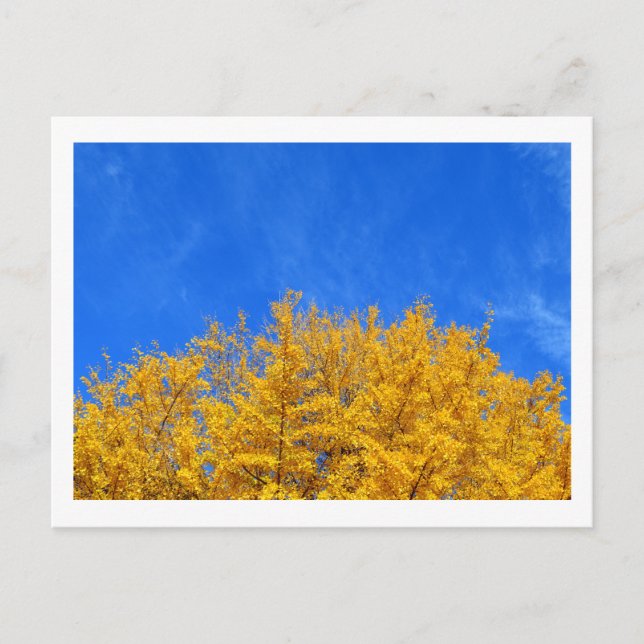 Cartão Postal Ginkgo: Folhas Amarelas, Céu Azul (Frente)