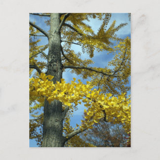 Cartão Postal Ginkgo no outono