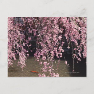 Cartão Postal Gion, Província de Kyoto, Japão