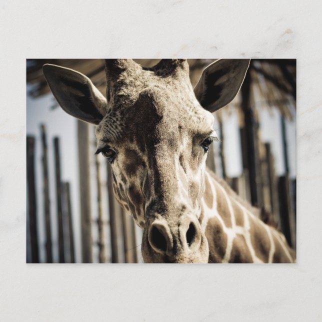 Cartão Postal Girafa (Frente)