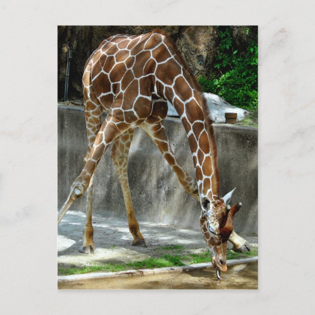 Cartão Postal Girafa (Frente)