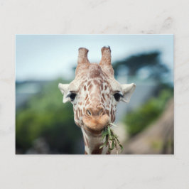 Cartão Postal Girafa