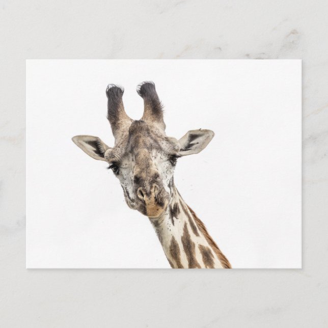 Cartão Postal Girafa (Frente)