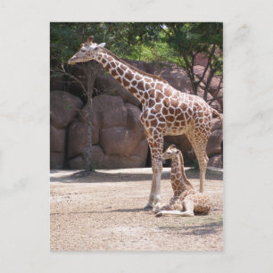 Cartão Postal Girafa