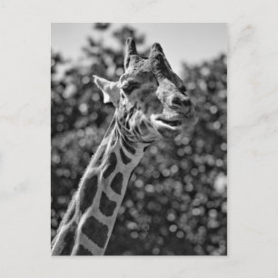 Cartão Postal Girafa