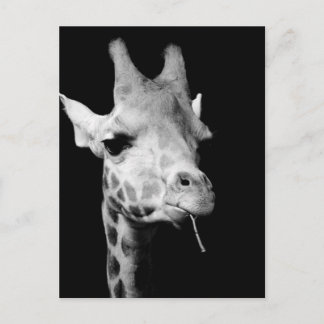 Cartão Postal girafa