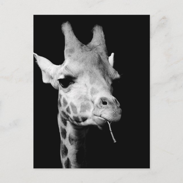 Cartão Postal girafa (Frente)