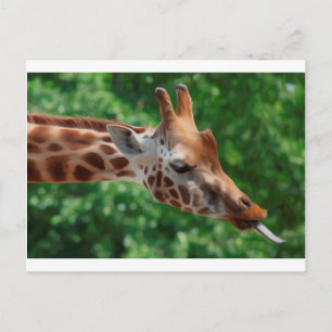 Cartão Postal Girafa