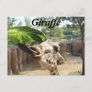 Cartão Postal Girafa # 14