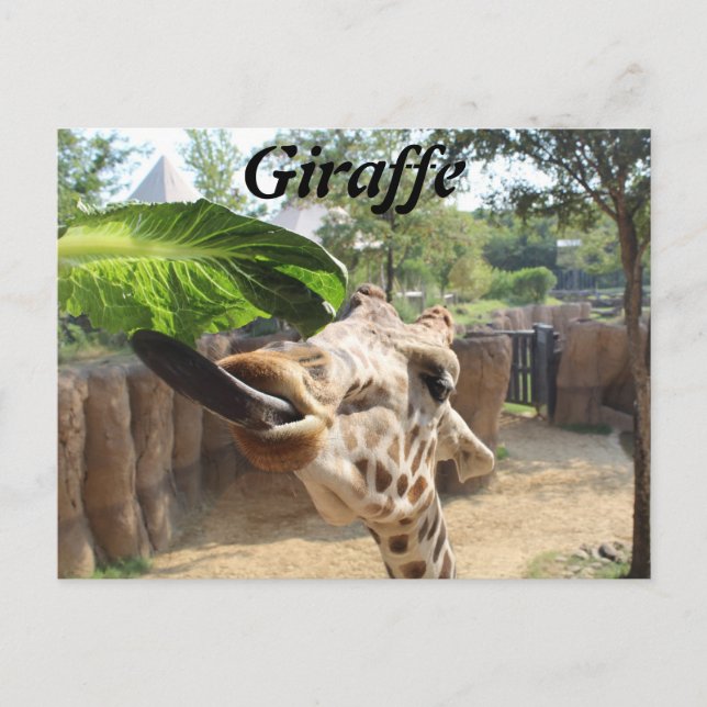 Cartão Postal Girafa # 14 (Frente)