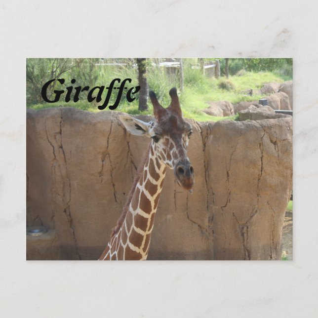 Cartão Postal Girafa # 15 (Frente)