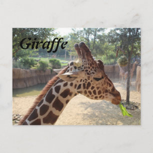 Cartão Postal Girafa # 18