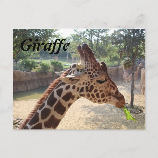 Cartão Postal Girafa # 18 (Frente)