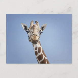 Cartão Postal Girafa 2