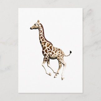 Cartão Postal Girafa 3