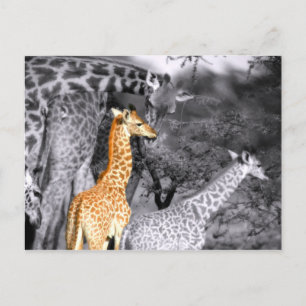 Cartão Postal Girafa Bebê