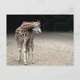 Cartão Postal Girafa com criança