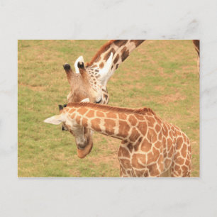 Cartão Postal Girafa de Bebê e Mãe #3